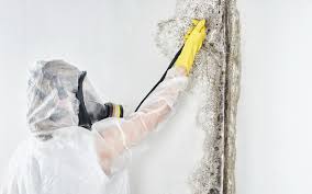 Best Mold Documentation for Insurance Claims  in Pierson, FL